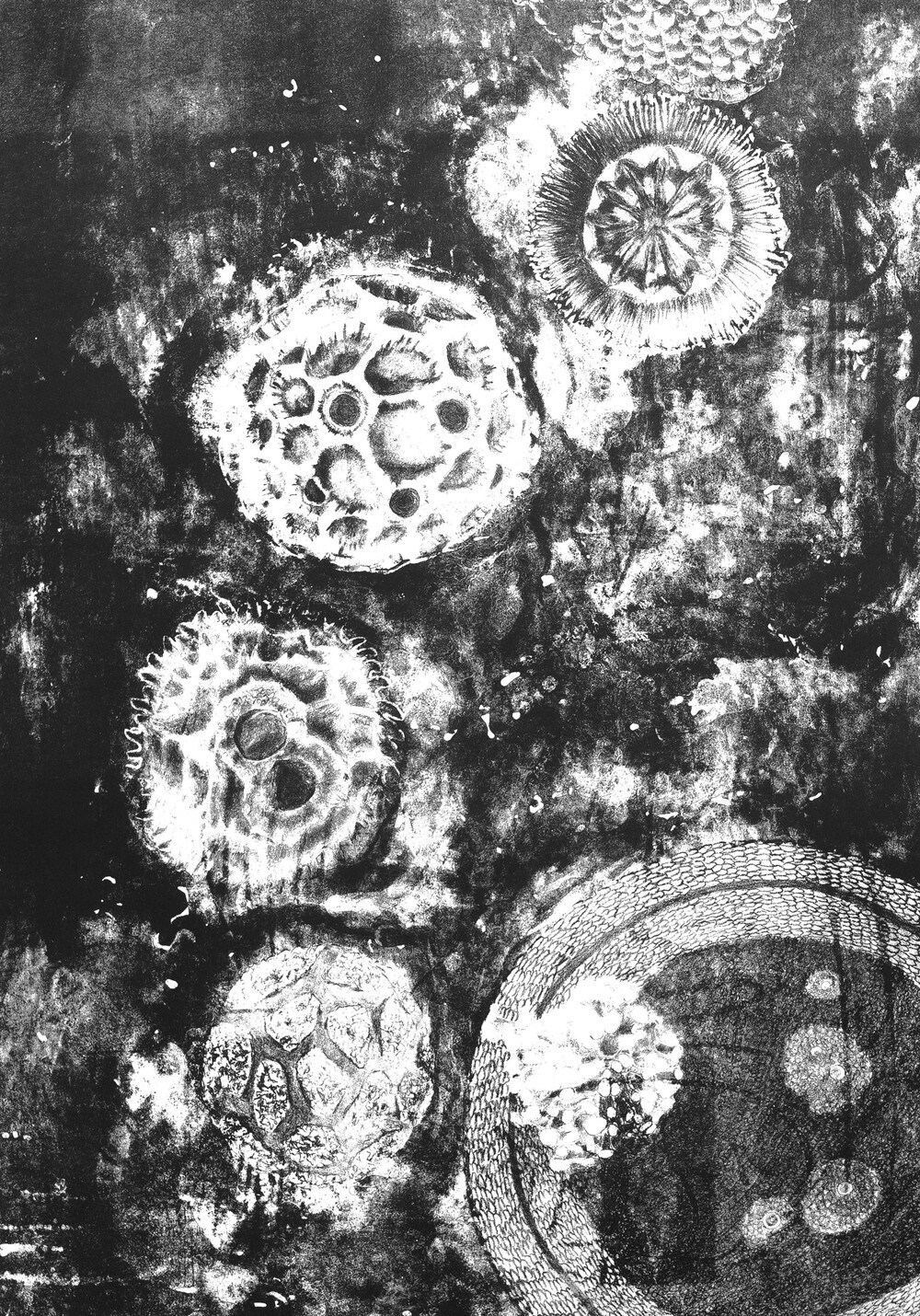 Células planetarias